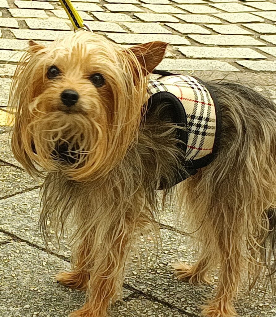 Callington Preloved opening day