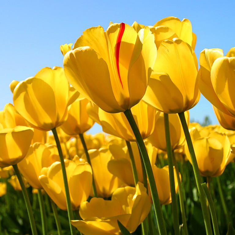 KJ Hole & Sons garden maintenance