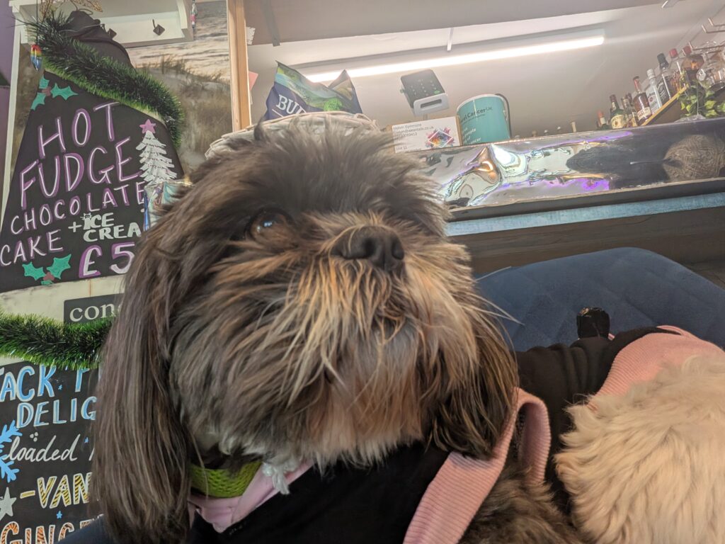 Luna at Lostsurfers Callington